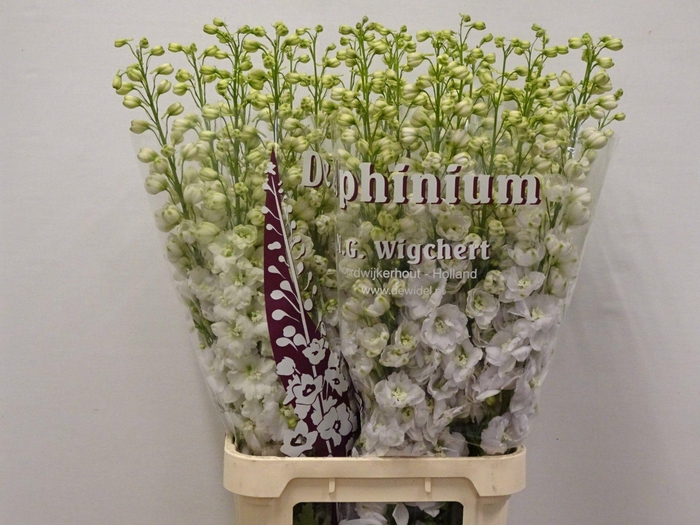 <h4>DELPH DU DEW WHI SMI</h4>