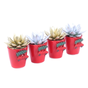 Echeveria geverfd 6 cm in rode sierpot met kerst auto