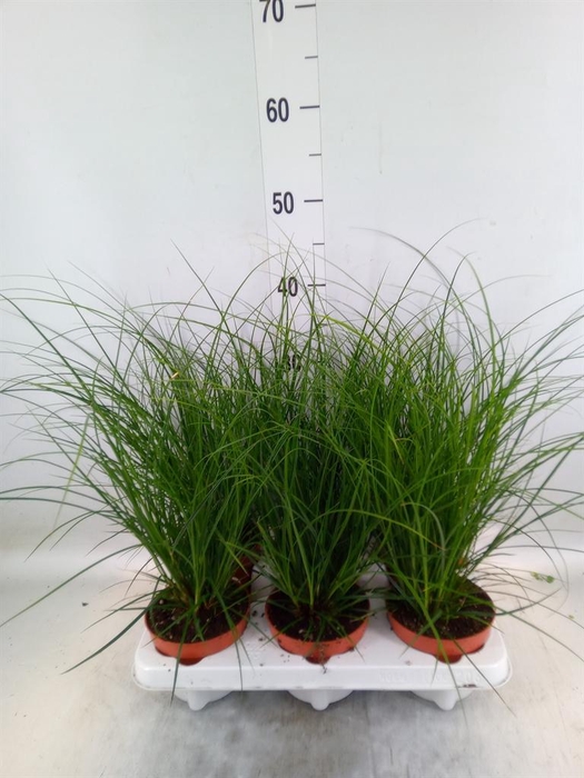 <h4>Carex brunnea</h4>