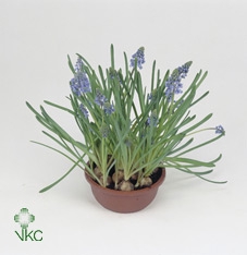 MUSCARI ARMENIACUM