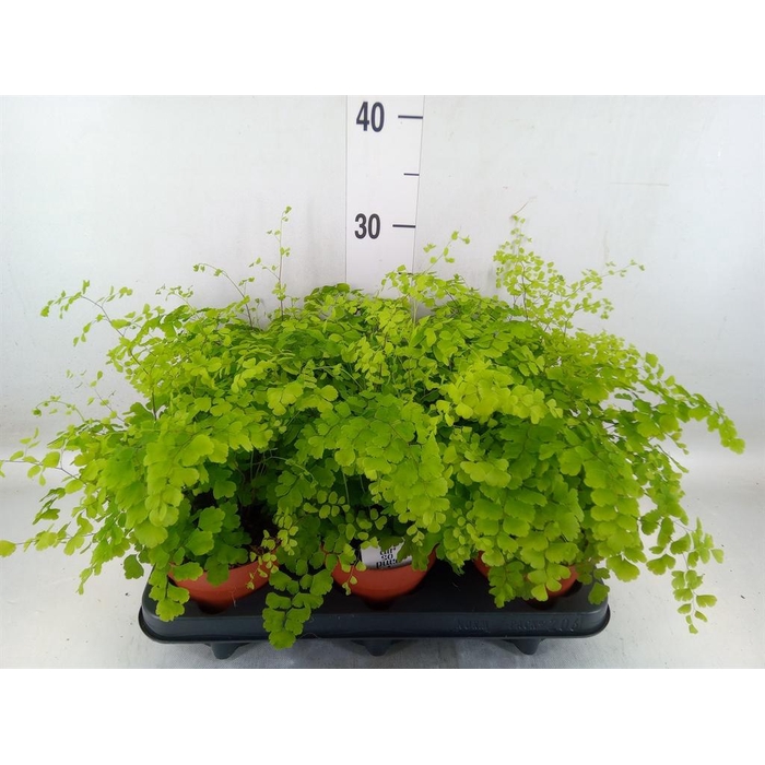 <h4>Adiantum raddi. 'Fragrans'</h4>