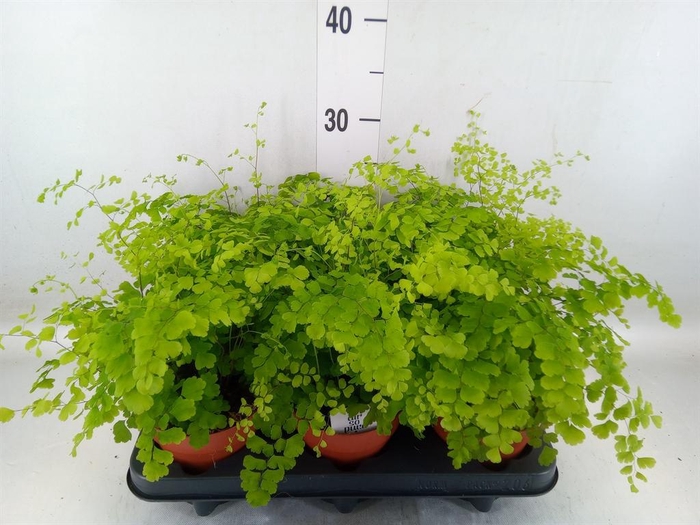 <h4>Adiantum raddi. 'Fragrans'</h4>