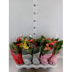 Anthurium   ...mix 4