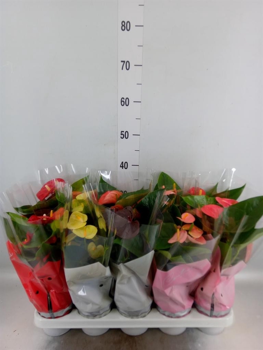 <h4>Anthurium   ...mix 4</h4>