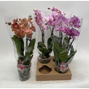 PHAL GEM