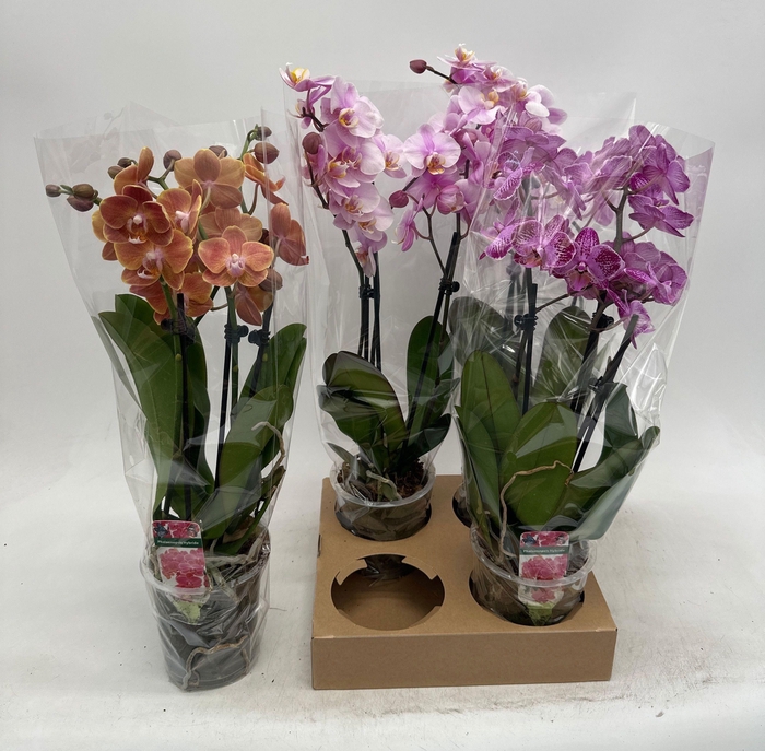 <h4>PHAL GEM</h4>