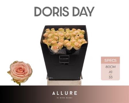 <h4>R Gr Doris Day</h4>