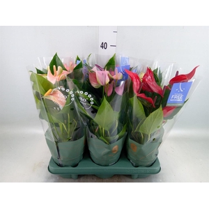 Anthurium   ...mix