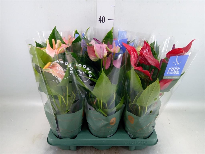 <h4>Anthurium ...mix</h4>