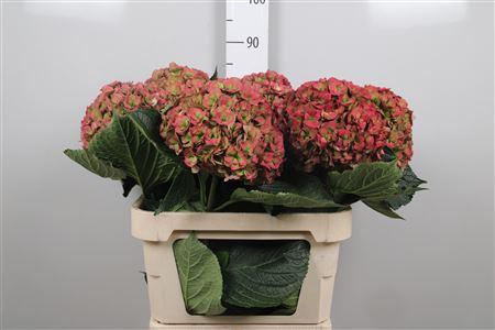 <h4>Hydr Cl M Roy Anasta</h4>