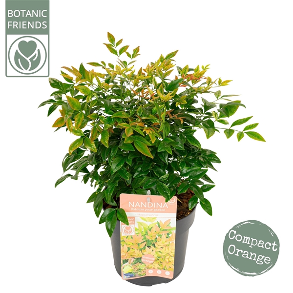 <h4>Nandina dom. 'Magical Sunrise'</h4>