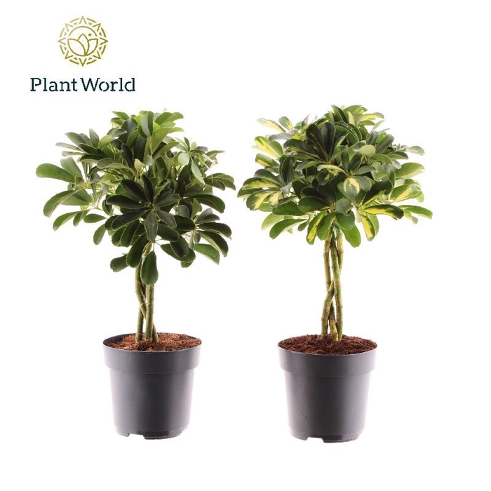 <h4>Schefflera Overig gemengd Gold Capella & Compacta Gevlochten</h4>