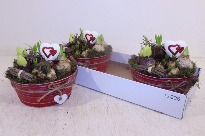 <h4>ARR BOL KNOLGEWAS</h4>