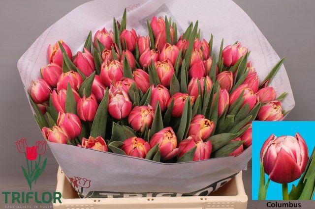 <h4>TU DU COLUMBUS</h4>