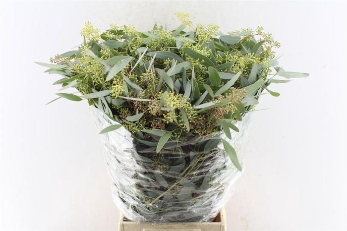 <h4>Euca Populus Berry 300 Gram</h4>
