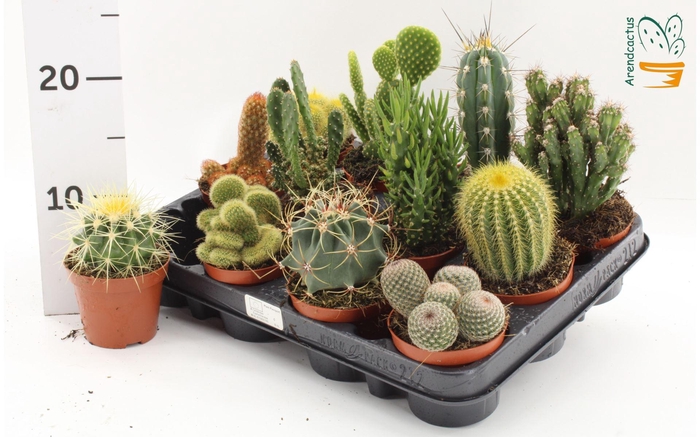 <h4>Cactus   ...mix</h4>