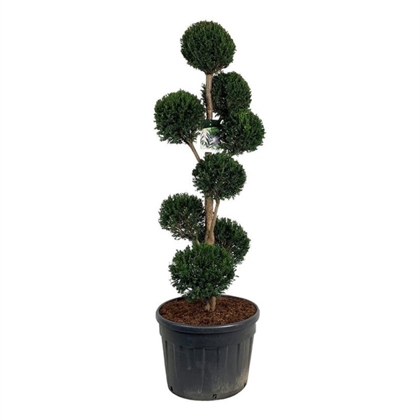 <h4>Taxus baccata</h4>