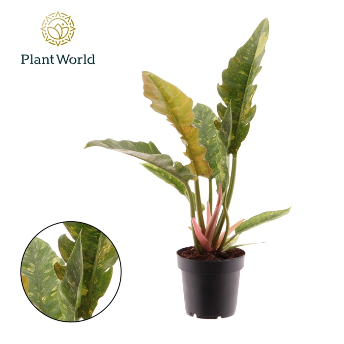 <h4>Philodendron narrow 'Ring of Fire'</h4>