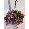 Calibrachoa Triobells Pastel gemengd in pot