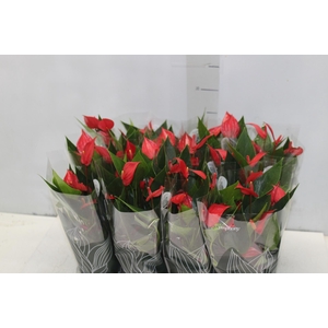 ANTHURIUM MINI MILLION PURE P09