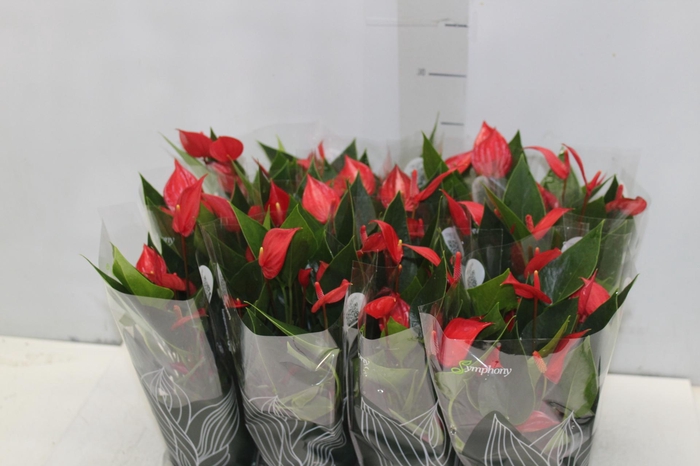 <h4>ANTHURIUM MINI MILLION PURE P09</h4>