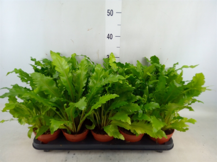 <h4>Asplenium nidus 'Campio'</h4>