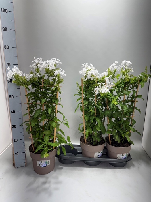 <h4>PLUMBAGO AURICULATA</h4>