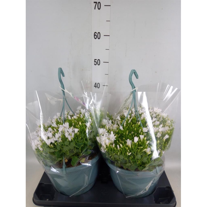 <h4>Campanula porten. 'Ambella White'</h4>
