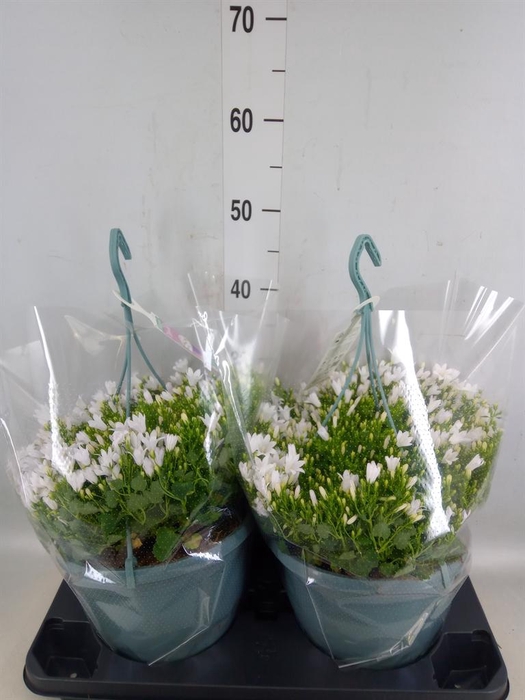 Campanula porten. 'Ambella White'