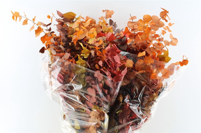 <h4>Euca Stuartiana Autumn 200 Gram</h4>