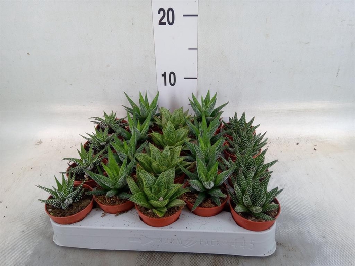 <h4>Aloe   ...mix</h4>