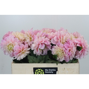 Dahlia Sweet Nathalie