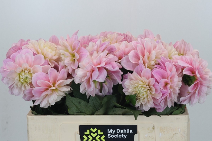 Dahlia Sweet Nathalie