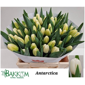 Tulipa si antarctica