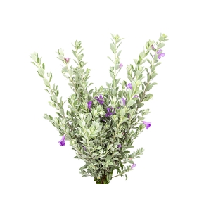 FOLHAGEM LEUCOPHYLLUM