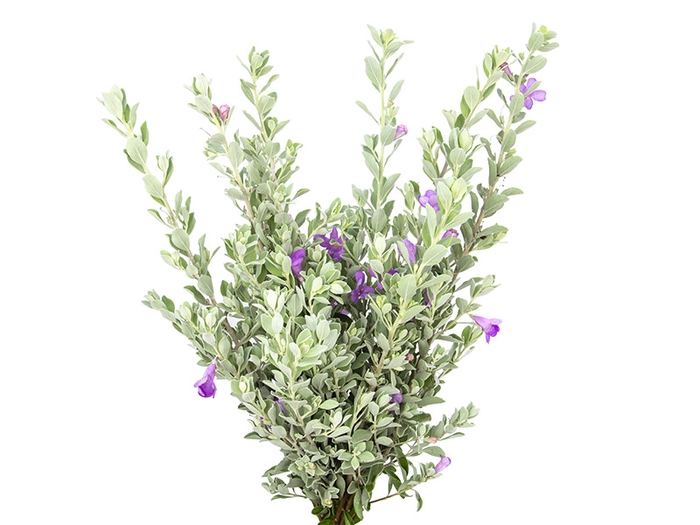 FOLHAGEM LEUCOPHYLLUM