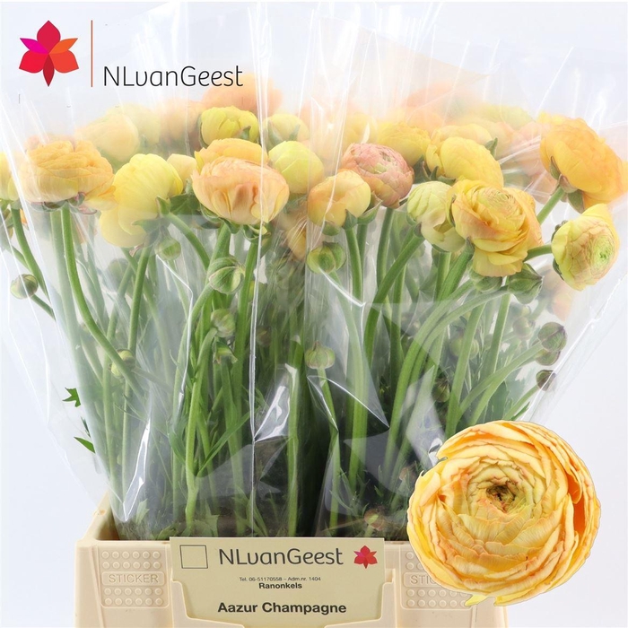 <h4>Ran Aazur Champagne</h4>