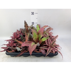 Cryptanthus   ...mix