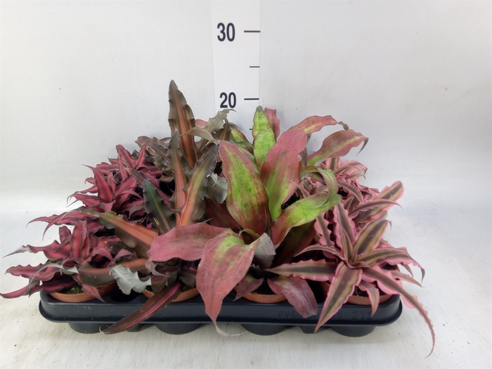 <h4>Cryptanthus   ...mix</h4>