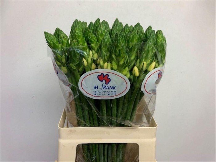 <h4>ORNIT DB ORCHID STAR</h4>
