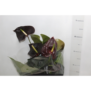 ANTHURIUM SEMPRE P17 PREMIUM
