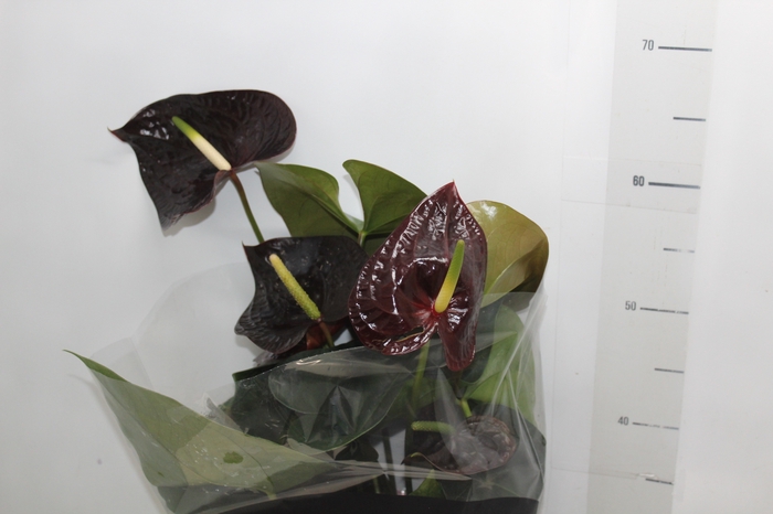 <h4>ANTHURIUM SEMPRE P17 PREMIUM</h4>