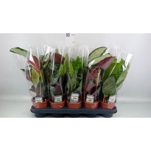 Calathea   ...mix 4