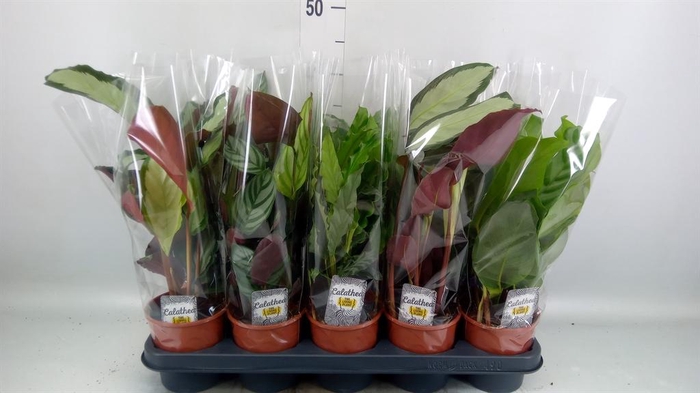 <h4>Calathea   ...mix 4</h4>