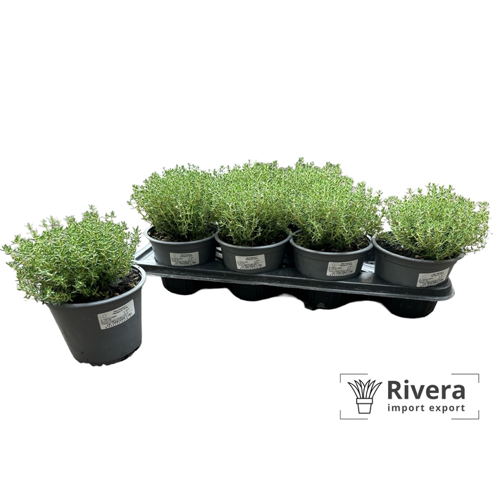 <h4>Thymus vulgaris</h4>