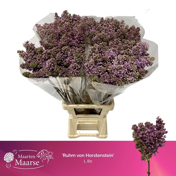 <h4>SYR V R V HORSTENST</h4>