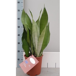 Sansevieria trifa. 'Moonshine'