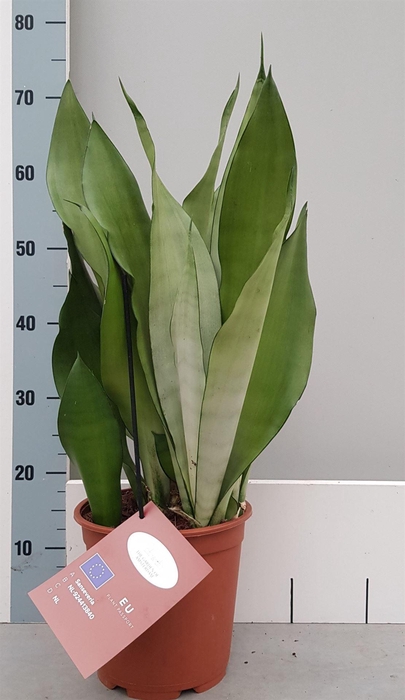 <h4>Sansevieria trifa. 'Moonshine'</h4>