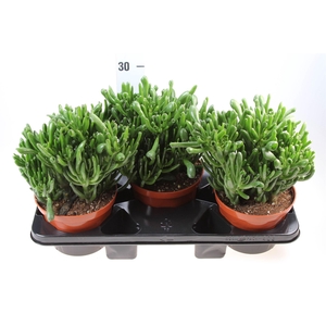 Crassula ovata 'Hobbit'