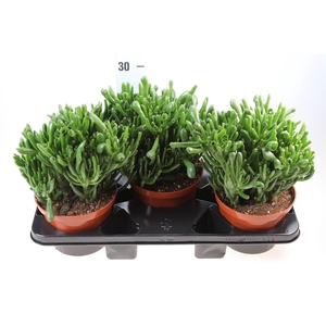 Crassula ovata 'Hobbit'